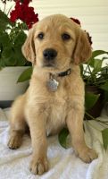 Golden Retriever Puppies for sale in Springfield, MO, USA. price: $700