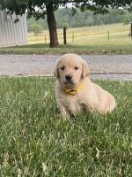 Golden Retriever Puppies for sale in Nappanee, IN 46550, USA. price: $650