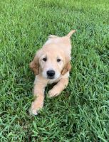 Golden Retriever Puppies for sale in Tallahassee, FL 32312, USA. price: $600