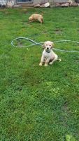 Golden Retriever Puppies for sale in Wisconsin Rapids, WI, USA. price: $700