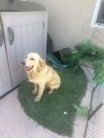 Golden Retriever Puppies for sale in Norco, CA 92860, USA. price: $2,500