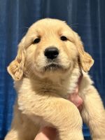 Golden Retriever Puppies for sale in Citrus Heights, CA, USA. price: $1,250