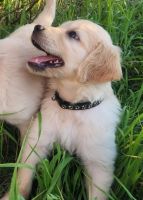 Golden Retriever Puppies for sale in Watkins, CO 80137, USA. price: $1,000