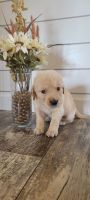 Golden Retriever Puppies for sale in Corsicana, TX, USA. price: $800