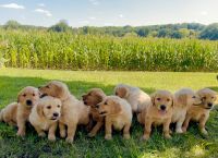 Golden Retriever Puppies for sale in Everest, KS 66424, USA. price: $1,000