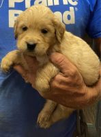 Golden Retriever Puppies for sale in Greeley, NE 68842, USA. price: $800