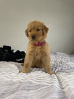 Golden Retriever Puppies for sale in 6529 N 67th Ave, Glendale, AZ 85301, USA. price: $500