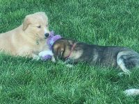Golden Retriever Puppies for sale in Johnstown, CO, USA. price: $350