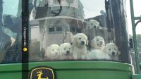 Golden Retriever Puppies for sale in Grand Rapids, MI, USA. price: $1,900
