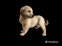 Golden Retriever Puppies for sale in Bath, NY 14810, USA. price: $2,000