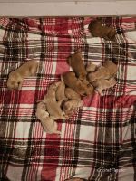 Golden Retriever Puppies for sale in Neosho, MO 64850, USA. price: $700