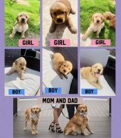 Golden Retriever Puppies for sale in Celina, TX 75009, USA. price: $1,000