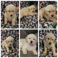Golden Retriever Puppies for sale in Mt Airy, GA, USA. price: $1,200