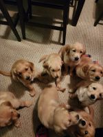 Golden Retriever Puppies for sale in Wilmington, OH 45177, USA. price: NA