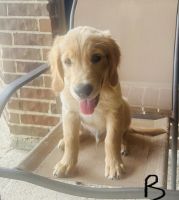 Golden Retriever Puppies for sale in Garland, TX, USA. price: $1,800