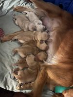 Golden Retriever Puppies for sale in Weatherford, TX, USA. price: $1,500