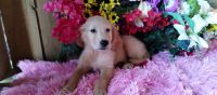 Golden Retriever Puppies for sale in IN-1, Indiana, USA. price: $250