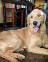 Golden Retriever Puppies for sale in Nagercoil, Tamil Nadu, India. price: 10,000 INR