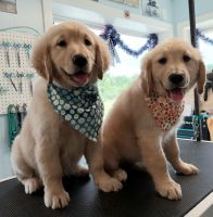 Golden Retriever Puppies for sale in Imlay City, MI 48444, USA. price: $1,200