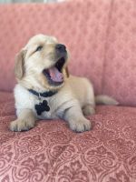 Golden Retriever Puppies for sale in Iona, ID, USA. price: $2,500