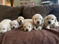 Golden Retriever Puppies for sale in Crystal, MI 48818, USA. price: $650