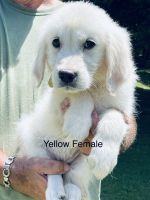 Golden Retriever Puppies for sale in Memphis, TN, USA. price: $2,000