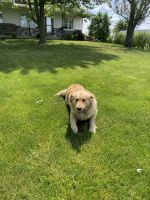 Golden Retriever Puppies for sale in New Haven, IN, USA. price: $2,000