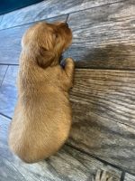 Golden Retriever Puppies for sale in Denver, CO, USA. price: $1,500
