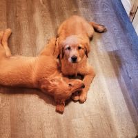 Golden Retriever Puppies for sale in Blue Mounds, WI 53517, USA. price: $800