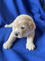 Golden Retriever Puppies for sale in Georgetown, KY 40324, USA. price: $500
