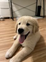 Golden Retriever Puppies for sale in 11360 Iowa Ave, Los Angeles, CA 90025, USA. price: $800