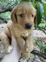 Golden Retriever Puppies for sale in Mt Airy, NC 27030, USA. price: $900