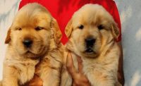 Golden Retriever Puppies for sale in Salem, Tamil Nadu, India. price: 12,000 INR
