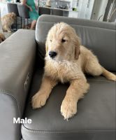 Golden Retriever Puppies for sale in Tolleson, AZ, USA. price: $500