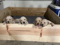 Golden Retriever Puppies for sale in Bakersfield, CA, USA. price: $3,000