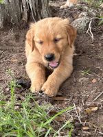 Golden Retriever Puppies for sale in Co Rd 152, Florida 32053, USA. price: $1,000