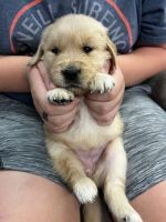 Golden Retriever Puppies for sale in 621 S Cumberland St, Lebanon, TN 37087, USA. price: $1,500