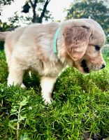 Golden Retriever Puppies for sale in 850 Diggs Rd, Paris, TN 38242, USA. price: $875