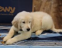 Golden Retriever Puppies for sale in Mt Airy, GA, USA. price: $1,200