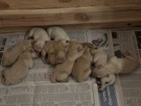 Golden Retriever Puppies for sale in Shafter, CA, USA. price: $1,200