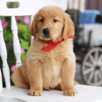 Golden Retriever Puppies for sale in San Francisco, CA, USA. price: $500