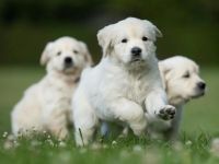 Golden Retriever Puppies for sale in White Rd, Pierson Township, MI 49339, USA. price: NA