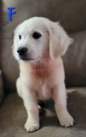 Golden Retriever Puppies for sale in London, KY, USA. price: $850