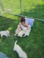 Golden Retriever Puppies for sale in Geneseo, IL 61254, USA. price: $600