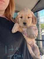 Golden Retriever Puppies for sale in Cañon City, CO 81212, USA. price: $800