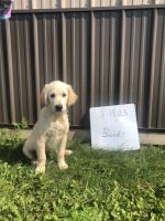 Golden Retriever Puppies for sale in Troy, OH 45373, USA. price: $750