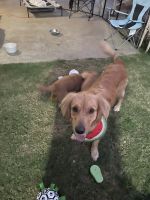 Golden Retriever Puppies for sale in Norco, CA, USA. price: $2,200