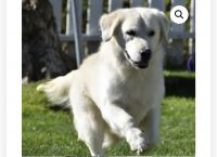 Golden Retriever Puppies for sale in Moorpark, CA 93021, USA. price: NA