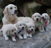 Golden Retriever Puppies for sale in Baltimore, MD, USA. price: $550