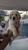 Golden Retriever Puppies for sale in 2136 Beau Pre St, Stockton, CA 95206, USA. price: $800